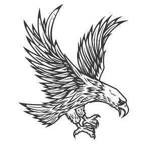 树叶黑白画黑白手绘卡通鹰插画