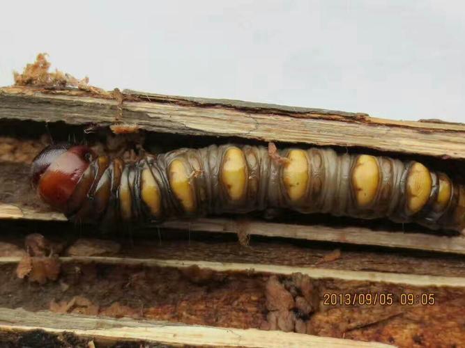 蝙蝠蛾幼虫,枝干钻蛀性害虫