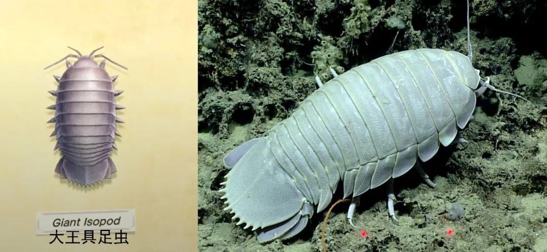 大王具足虫>吸血鬼乌贼 ,又称吸血鬼鱿鱼,吸血鬼章鱼,幽灵蛸.