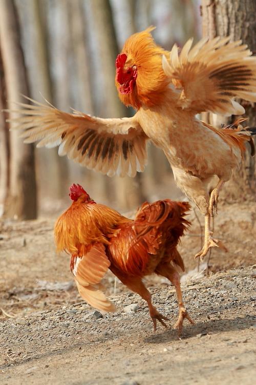 大公鸡决斗【极品美图】