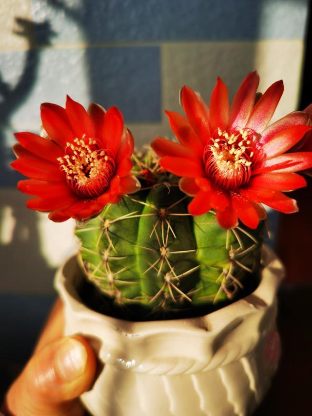 开花最勤的仙人球,一年开五六次,花朵美丽,种植容易