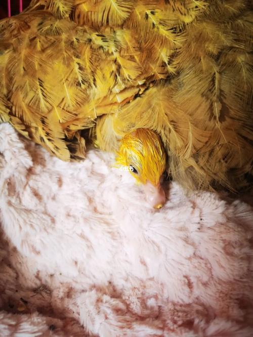 番鸭出壳记_癌症_宠物_宠物其他