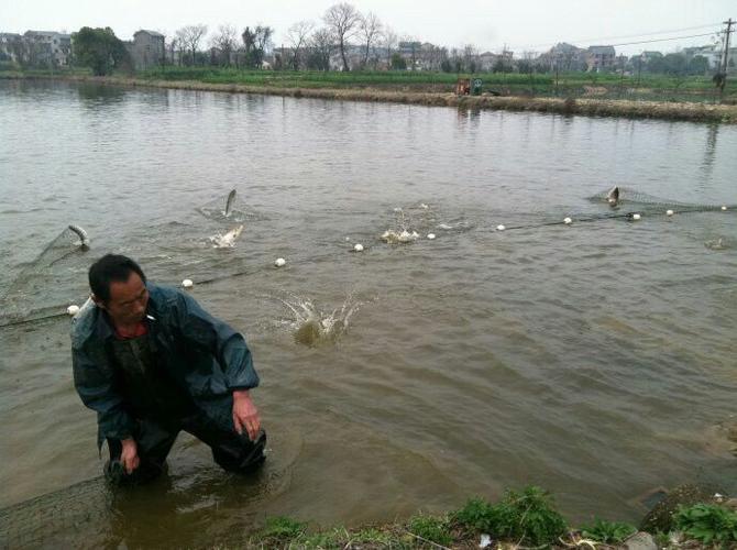 定做拉网渔网拉鱼网鱼塘拖鱼网隔网围网加粗加重加重坠子3米高20米长3