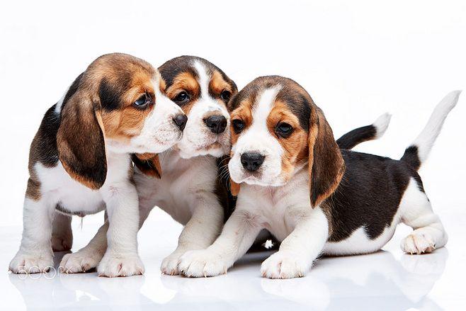 beagle puppies on white background by volodymyr melnyk on 500px