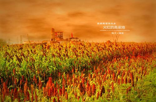 火红的高粱简笔画