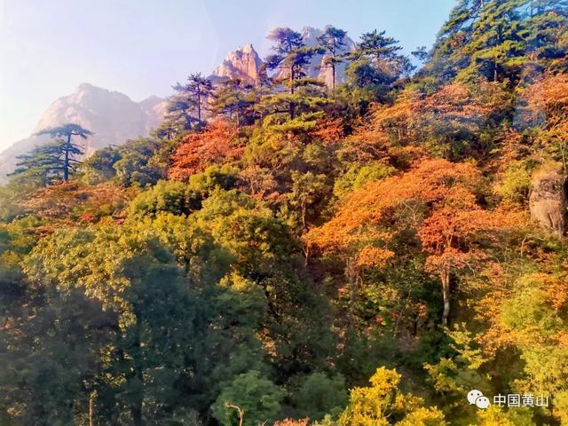 黄山秋景图鉴秋天的颜色这里都有