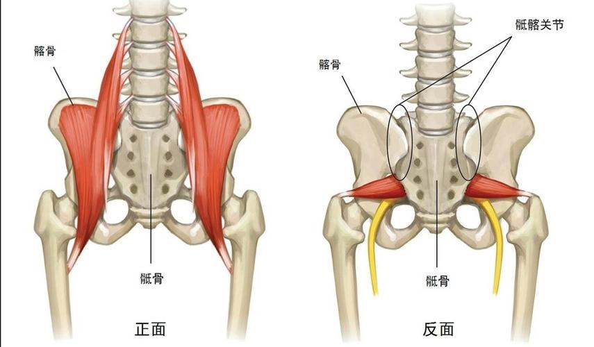 三八福利教你5招用网球放松深层肌肉