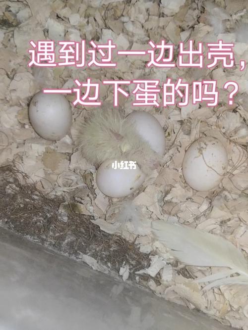 遇到过一边出壳,一边下蛋的吗_鹦鹉_玄凤鹦鹉_宠物