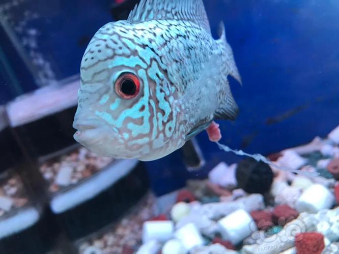 【罗汉鱼】我的鱼运输途中就得了肠炎,一直拉白便,脱肛治了一个月了