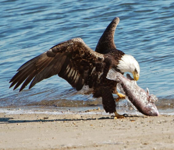 比如美国的国鸟白头海雕,英国的雀鹰就曾因