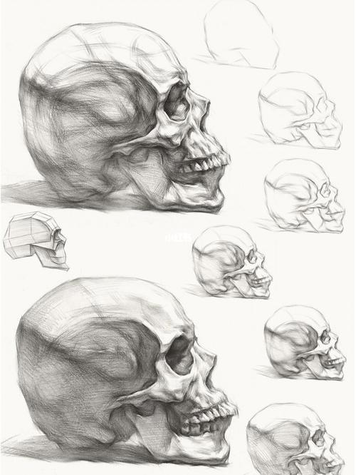 【美术干货|人体头骨解剖】_美术_素描_形体_肤色_写生_头骨素描_文化