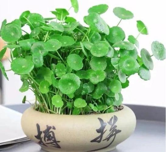 8种招财植物,家里有一盆财源滚滚来|铜钱草|元宝树