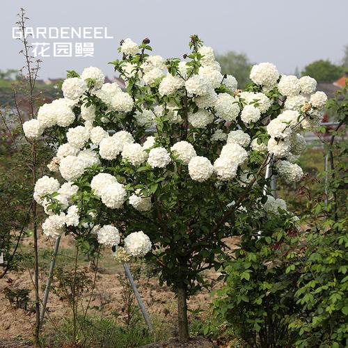 【中华木绣球】斗球荚蒾 花园鳗庭院常绿花灌木小乔木美植袋大苗