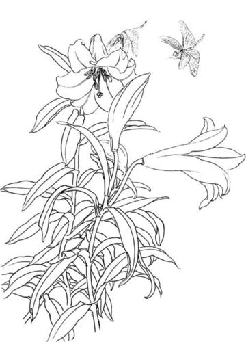 工笔画花鸟白描国画线描网盘