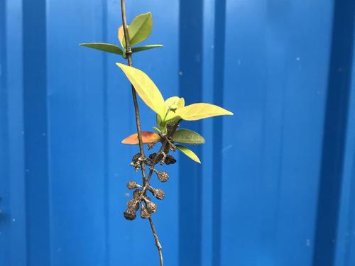 络石去年的果实:蓇葖双生