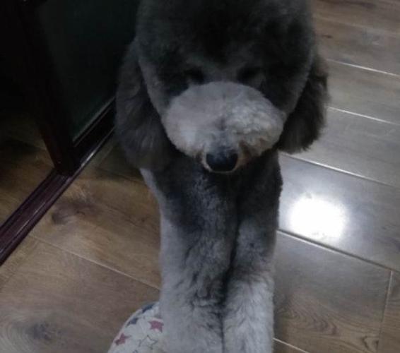 灰色巨贵,母肩高650m.14个月大,自己养的