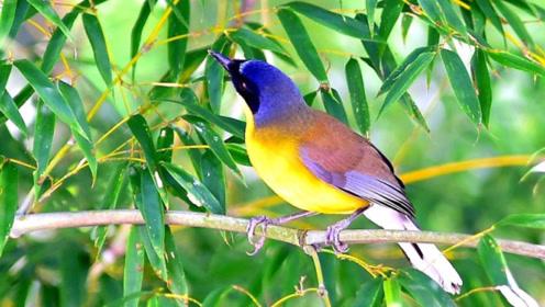 婺源独有珍稀鸟类,全球只有200多只,曾一度被认为已灭绝