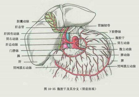 1条回答  2016-06-01 12:24 |四级最快回答 腹腔干分为胃左动脉,肝总