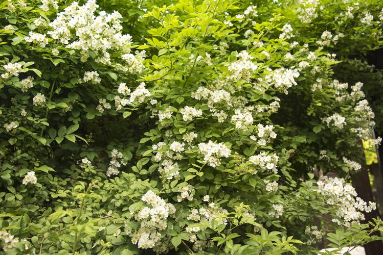 白色野蔷薇首发