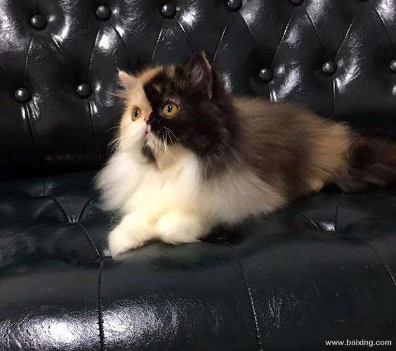 cfa注册猫舍——售高贵猫咪公主 波斯贵族猫咪