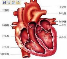 心脏解剖图