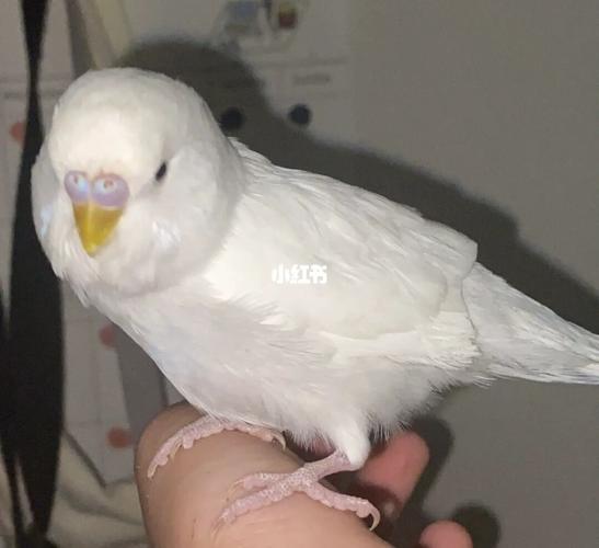 傲娇的小表情_鹦鹉_白萝卜_虎皮鹦鹉_宠物_宠物其他