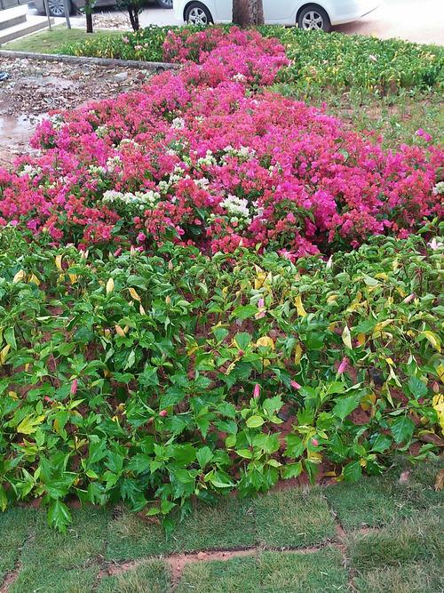 望月亭望不见伊人, …… 黄土坡下遍地残花.