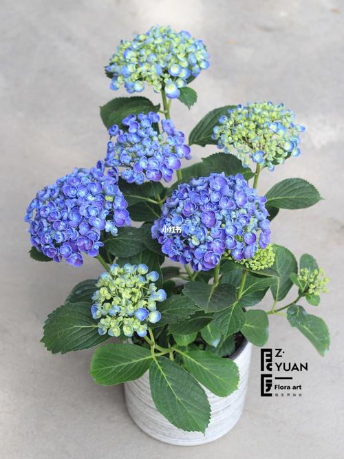 名字叫爆米花的绣球