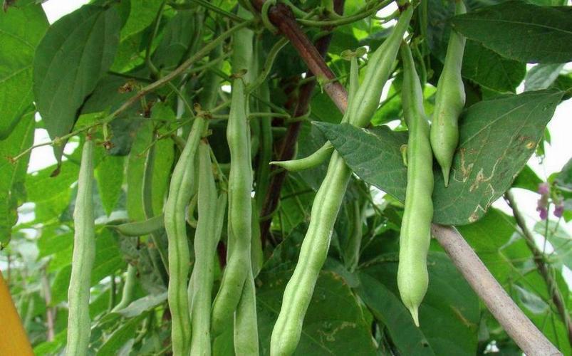 农村种植四季豆,从播种起就要做好这四点!产量增加,果实饱满