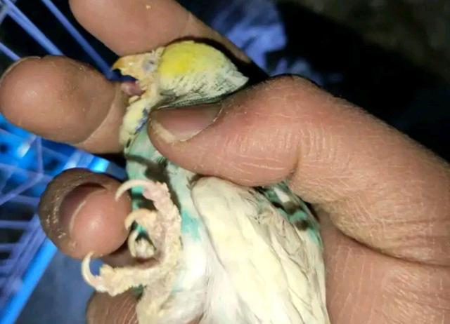 虎皮鹦鹉容易长藓的地方不仅仅是腊膜处?