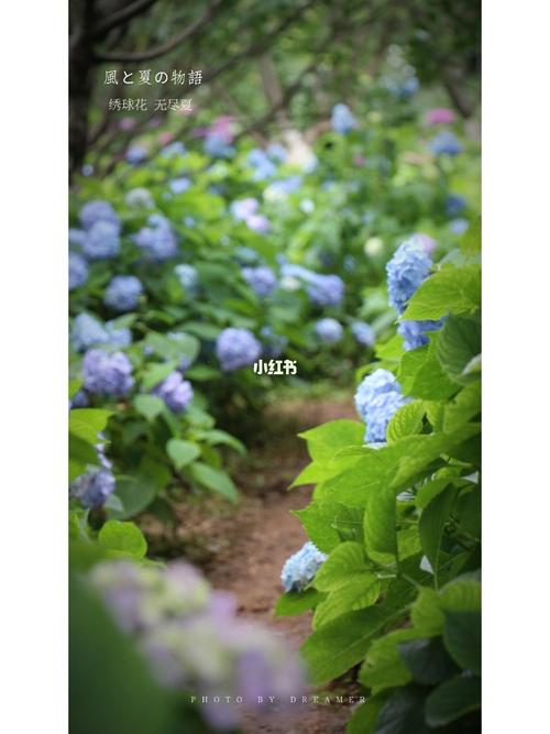 长沙 | 绣球花 | 壁纸_绣球花_壁纸_湖南省森林植物园
