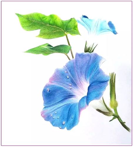 枣庄市少儿美术中心 东方班 线上教学《牵牛花》