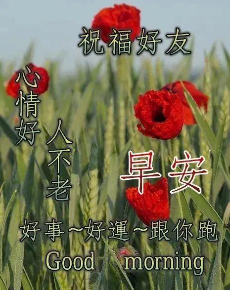 下午好表情图大全:特别漂亮鲜花问候祝福语图片带字,新的一天暖心的
