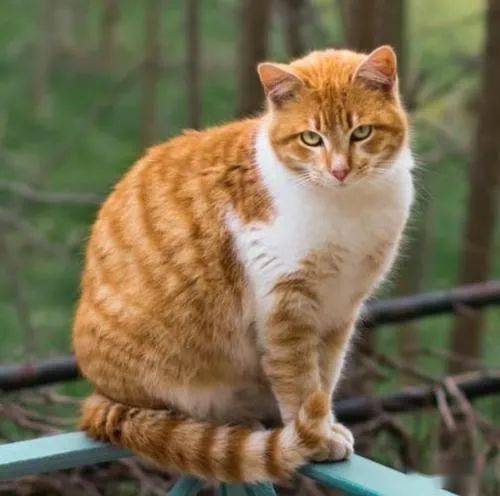 我们口中的小土猫