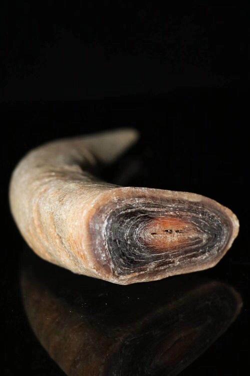 写美篇 【宝贝名称】:旧藏风化老牛角射天角摆件 【宝贝介绍】:天然