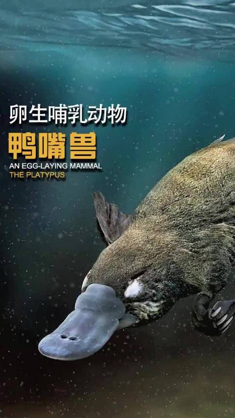 卵生的哺乳动物这就是鸭嘴兽