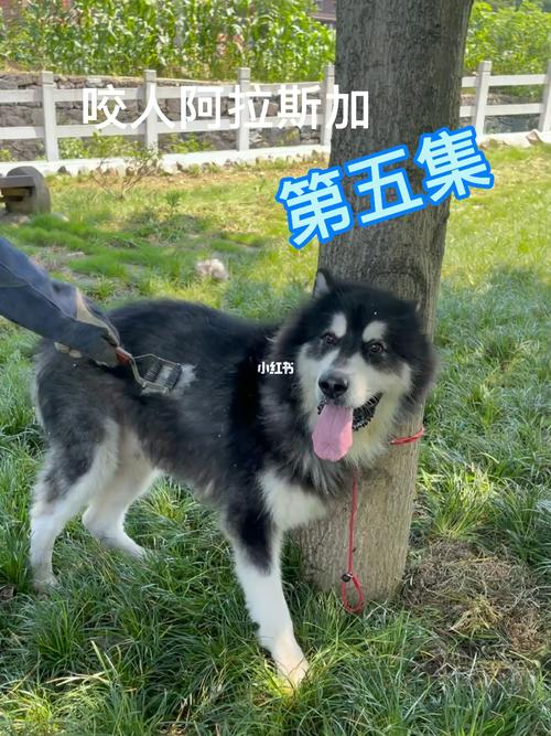 咬人阿拉斯加_狗狗_狗狗日常_宠物_狗_晒狗