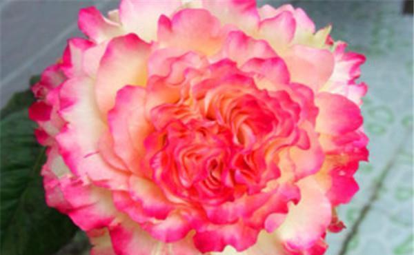 4月发文:喜欢玫瑰,就试试"珍稀品种"莲花月季,高贵冷艳