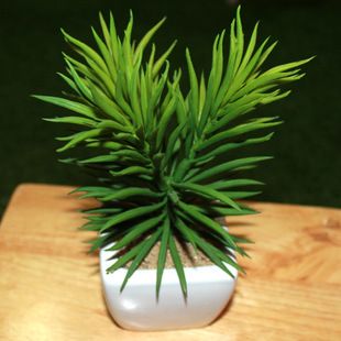 8"松针配四方喇叭盆栽 微景观植物盆景 桌面迷你多肉植物摆件