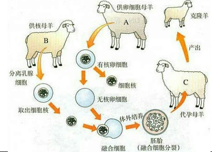 解:克隆羊多莉的诞生过程如图所示:克隆羊多莉的长相供核母羊b一样