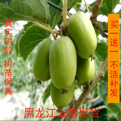 软枣猕猴桃树苗自花授粉东北耐寒果树苗现挖包活北方果树苗奇异果