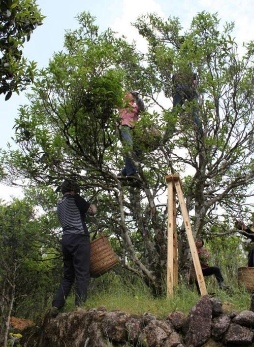 潮州凤凰山 值得爱茶人向往的地方