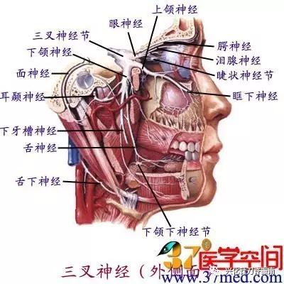 针刀名师许振南教授:蝶腭神经穴针刀临床妙用经验