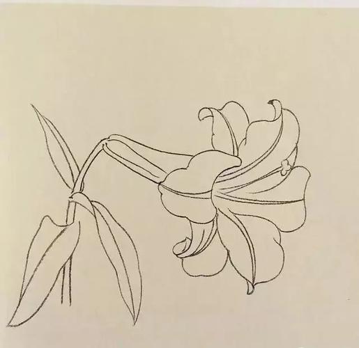 国画教程百合花技法教程