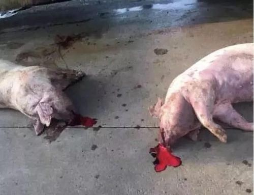 非洲猪瘟与猪瘟的区别,非洲猪瘟的危害,预防与治疗!