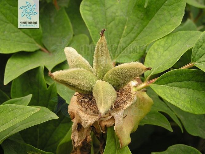 科普频道 科普头条 正文   牡丹的果实为蓇葖果,长圆形,表面密被着白