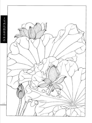 工笔线描荷花画谱,太美太实用!