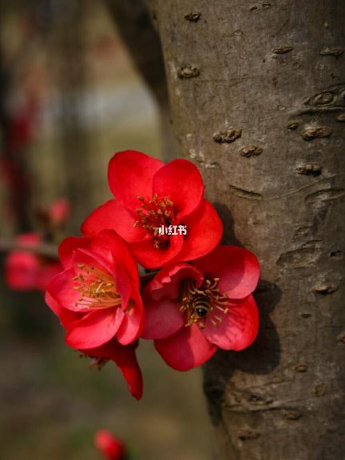 "晚夜玉衡"据说是一种海棠花的名字,不知道是不是呃