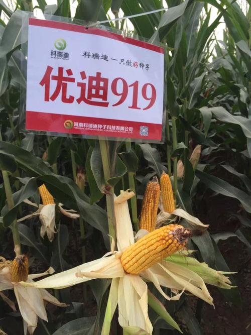 红轴玉米品种风向标-优迪919