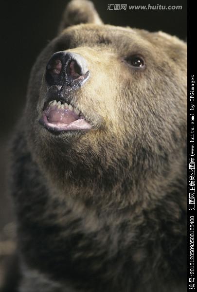 灰熊咆哮的特写